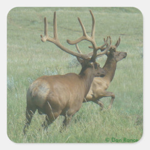 E56 Bull Elk in Velvet Square Sticker