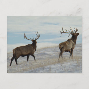 E57 Bull Elk Lucky 13 Bull Postcard