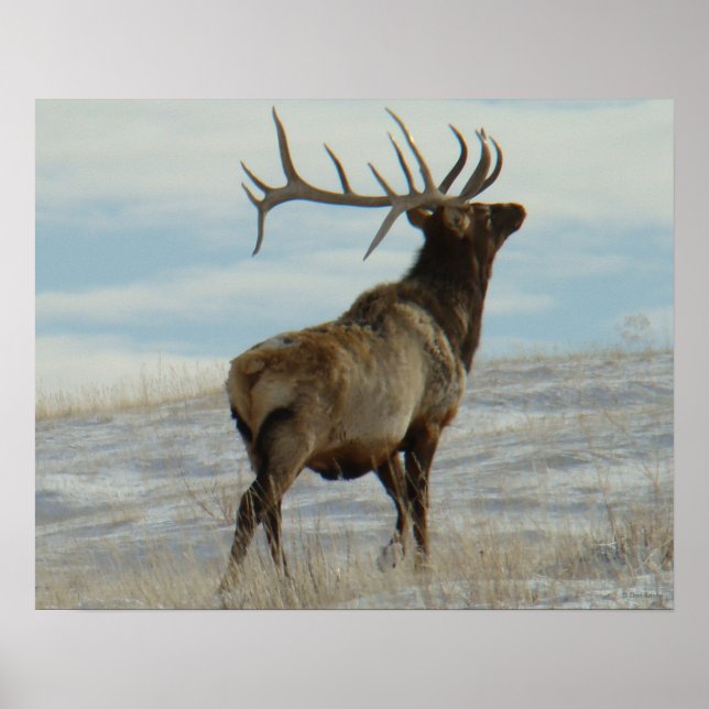 E58 Bull Elk Lucky 13 Bull Poster (Front)
