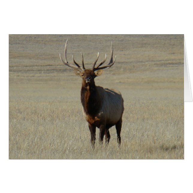 E59 Bull Elk (Front Horizontal)