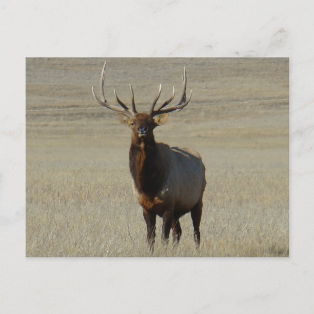 E59 Bull Elk Big Bull Postcard (Front)