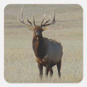 E59 Bull Elk Huge Bull Square Sticker