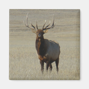 E59 Bull Elk Magnet