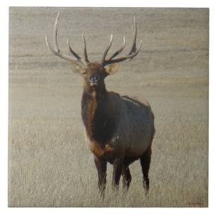 E59 Bull Elk Tile