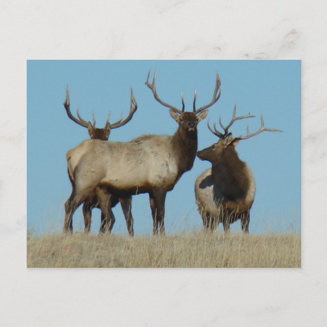 E60 Bull Elk Sky Lined Postcard (Front)