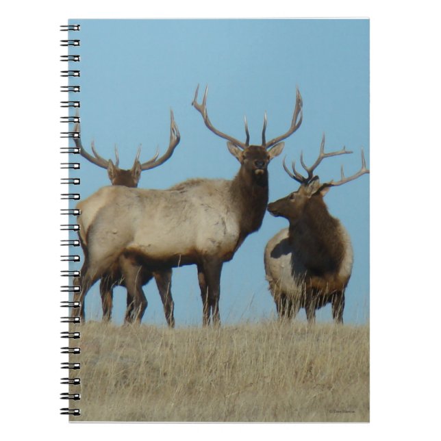 E60 Bull Elk Skylined Notebook (Front)
