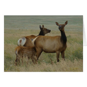 E61 Cow Elk and Calf