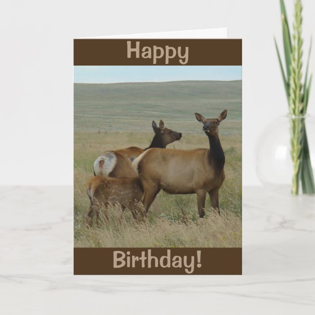 E61 Cow Elk and Calf Card (Front)