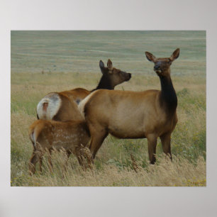 E61 Cow Elk and Calf Poster