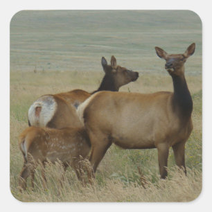 E61 Cow Elk and Calf Square Sticker
