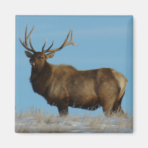 E62 Bull Elk Sky Lined Magnet