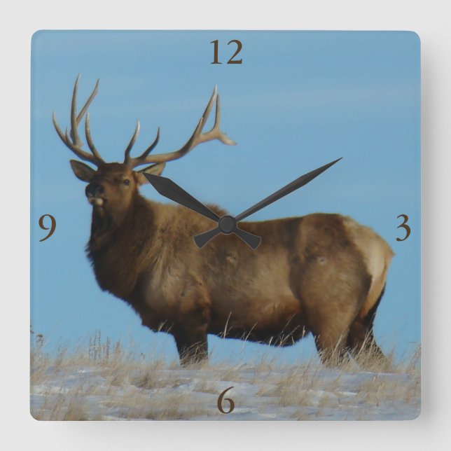 E62 Bull Elk Sky Lined Square Wall Clock (Front)
