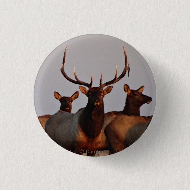 E66 Bull Elk and Cows 1 Inch Round Button (Front)