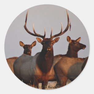 E66 Bull Elk and Cows Classic Round Sticker