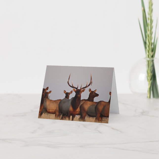 E66 Bull Elk and Cows Holiday Card (Front)