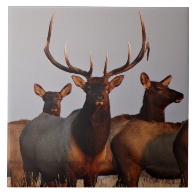 E66 Bull Elk and Cows Tile (Front)