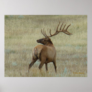 E6 Bull Elk in Velvet Poster