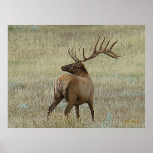 E6 Bull Elk in Velvet Poster (Front)
