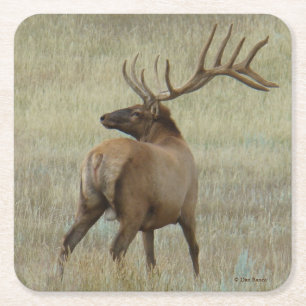 E6 Bull Elk in Velvet Square Paper Coaster