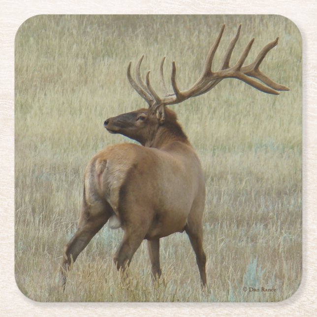E6 Bull Elk in Velvet Square Paper Coaster (Front)