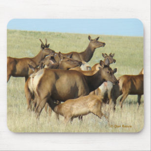 E7 Cow Elk Feeding Calf Mouse Pad
