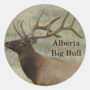 E8 Bull Elk in Velvet Classic Round Sticker