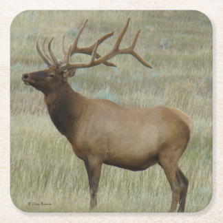 E8 Bull Elk in Velvet Square Paper Coaster