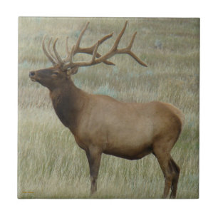 E8 Bull Elk In Velvet Tile