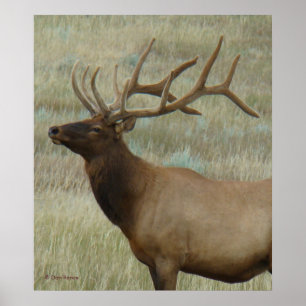 E9 Bull Elk in Velvet Head and Shoulders Poster