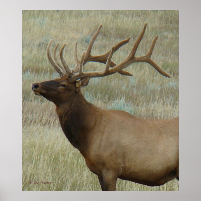 E9 Bull Elk in Velvet Head and Shoulders Poster (Front)