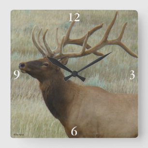 E9 Bull Elk in Velvet Head and Shoulders Square Wall Clock
