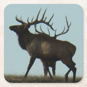 E 14 Big Bull Elk Silhouette Square Paper Coaster