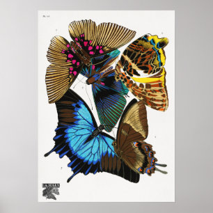E.A. Séguy's vintage butterflies (1925)  Poster