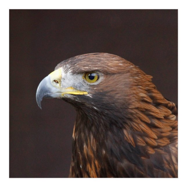 Eagle002 Photo Print (Front)