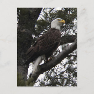 Eagle 10 postcard