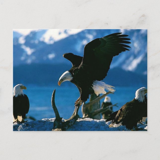 Eagle 19 postcard (Front)