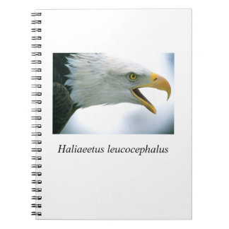 Eagle#1 Notebook