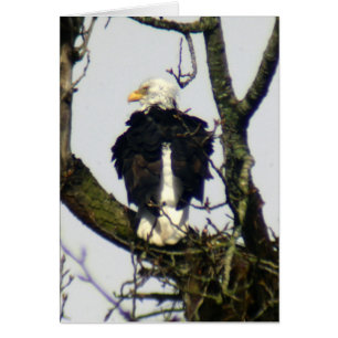 Eagle always vigilante ...