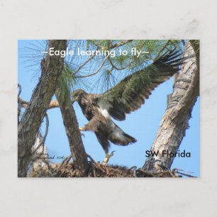 Eagle apprendre à voler Spiegeland Florida Carte p