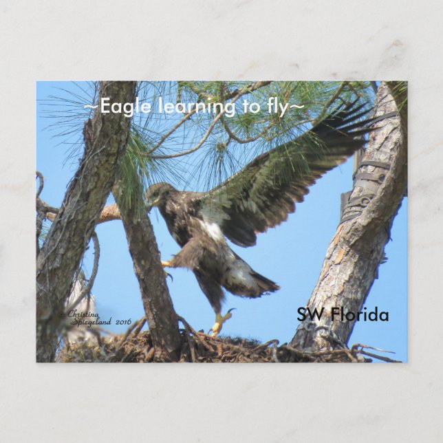 Eagle apprendre à voler Spiegeland Florida Carte p (Devant)