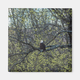 Eagle Awareness Magnet
