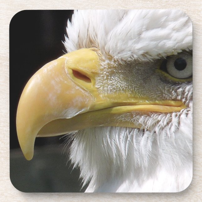 EAGLE BIRD OF PREY    COASTER (Front)