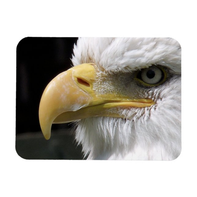 EAGLE BIRD OF PREY MAGNET (Horizontal)