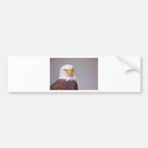 Eagle Bumper Sticker