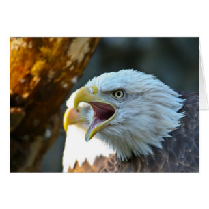 Eagle chauve