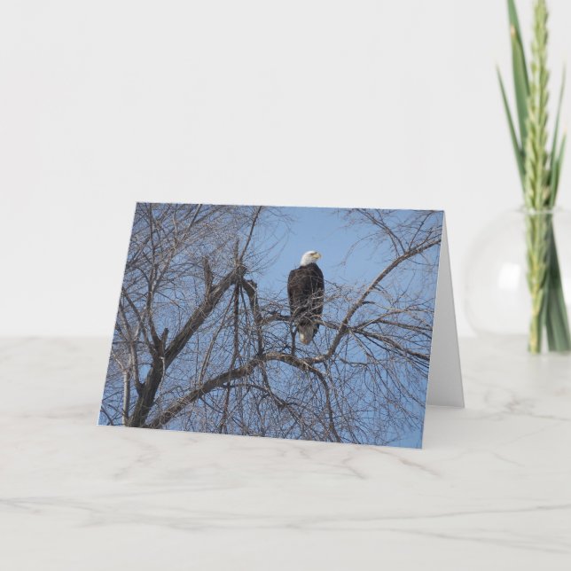 Eagle chauve américain dans la carte d'arbre - (Devant)