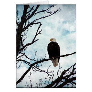 Eagle chauve dans un arbre avec le ciel bleu et