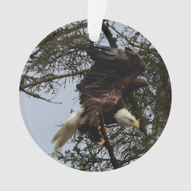 Eagle chauve de l'Alaska Etats-Unis (devant)