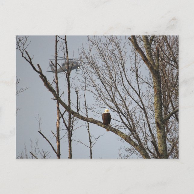 Eagle chauve et carte postale de Blackhawk (Devant)