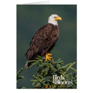 Eagle chauve majestueux